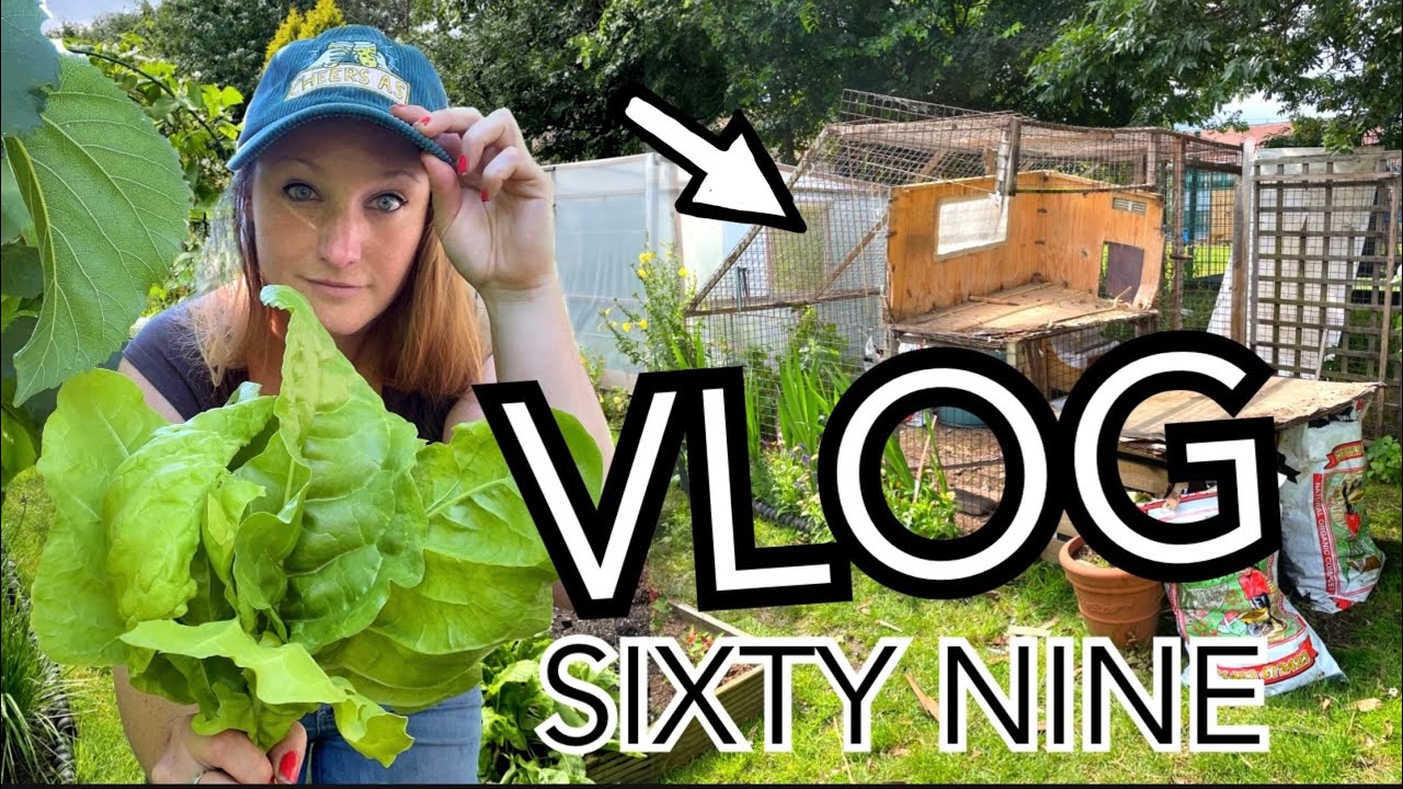 Chicken House renovations, picking the Apricots and taking down the Peas || Plot 37 (Episode 69)