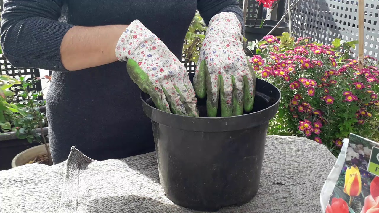 Plantar bulbos de otoño