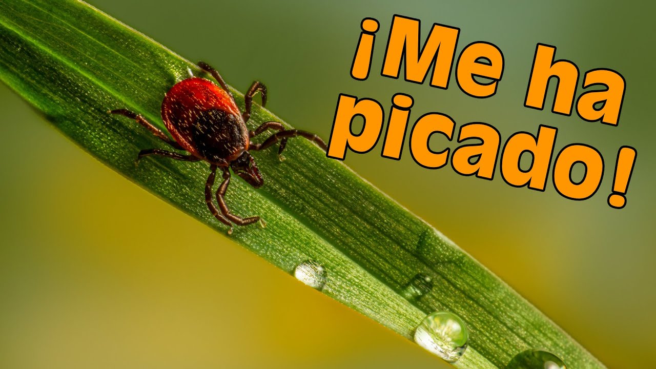 ¿Qué hacer si te pica un GARRAPATA? ¿Cómo evitarlas? Proyecto GARES