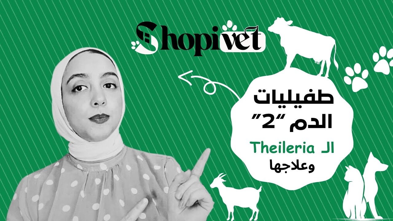 طفيليات الدم الجزء الثاني   الـ Theileria وطرق الوقاية وعلاجها بشكل نهائي | برنامج أفضل الأدوية