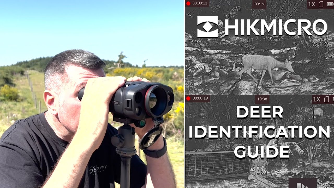 Deer Identification Guide Using HikMicro Raptor RQ50L PRO and Falcon FQ50 PRO Monocular