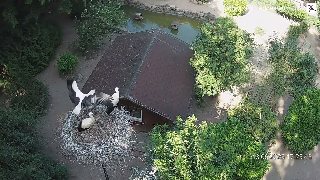 Jungstorch 1 immer noch nicht vom Jungfernflug zurück! (13.06.2024)