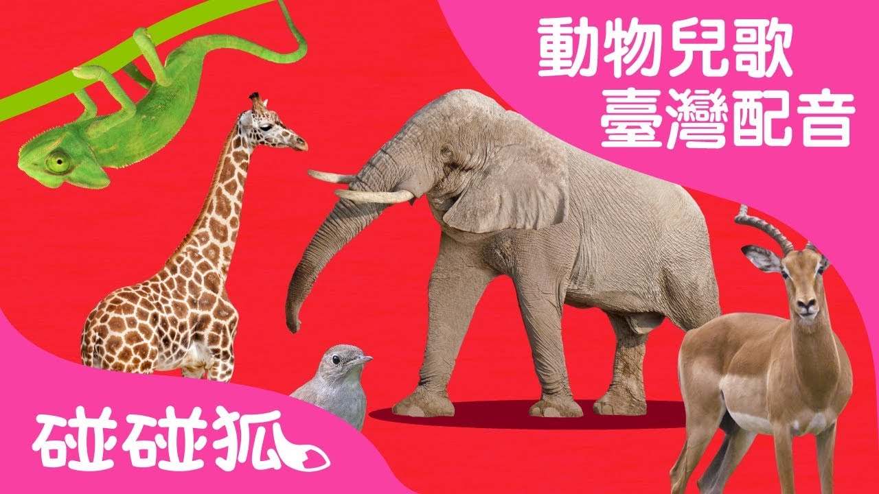 ABC動物火車 | 動物兒歌1 | 臺灣配音 | 碰碰狐PINKFONG