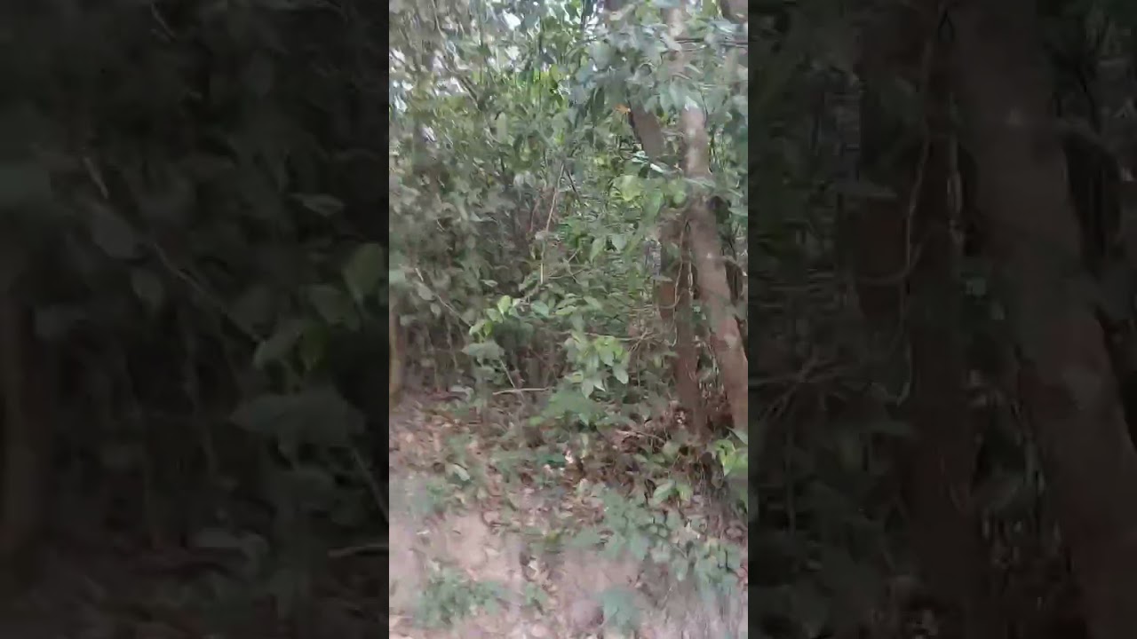 WAYAYANAD MANANANTHAVADY PILAKAV KAZHCHAKAL 
