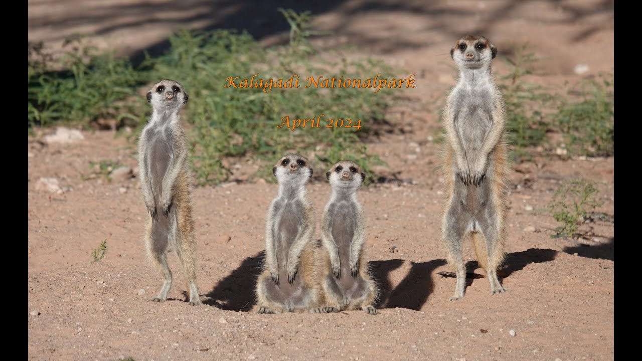 Kalahari Kgalagadi Nationalpark April 2024