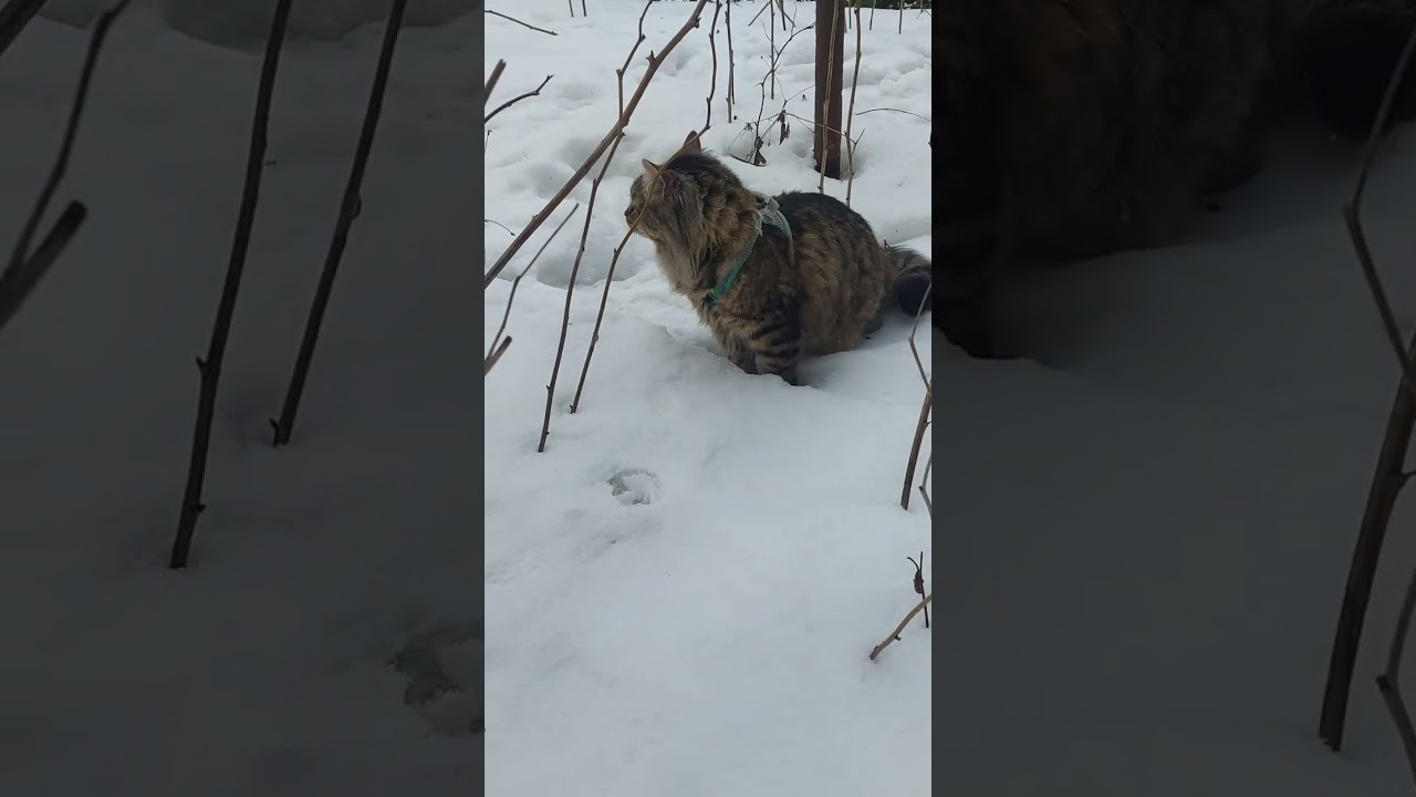 Котик 