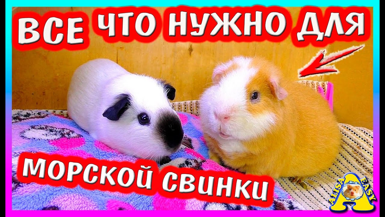 ЧТО НУЖНО ДЛЯ МОРСКОЙ СВИНКИ? У МЕНЯ БУДЕТ МОРСКАЯ СВИНКА! ЧТО КУПИТЬ МОРСКОЙ СВИНКЕ / ALISA EASY