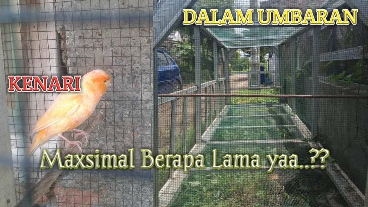Maxsimal Berapa Lama Kenari Diumbaran?