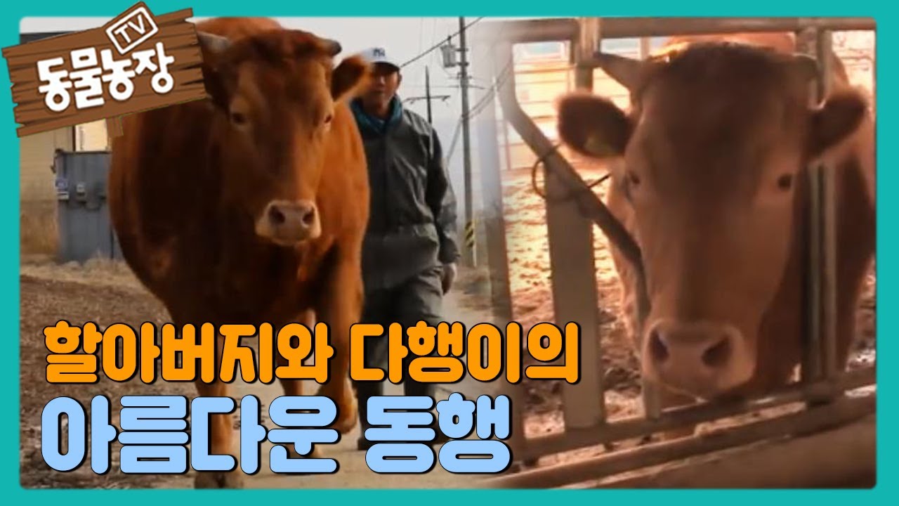 [SUB] 할아버지의 아름다운 동행 #TV동물농장 #AnimalFarm #SBSstory