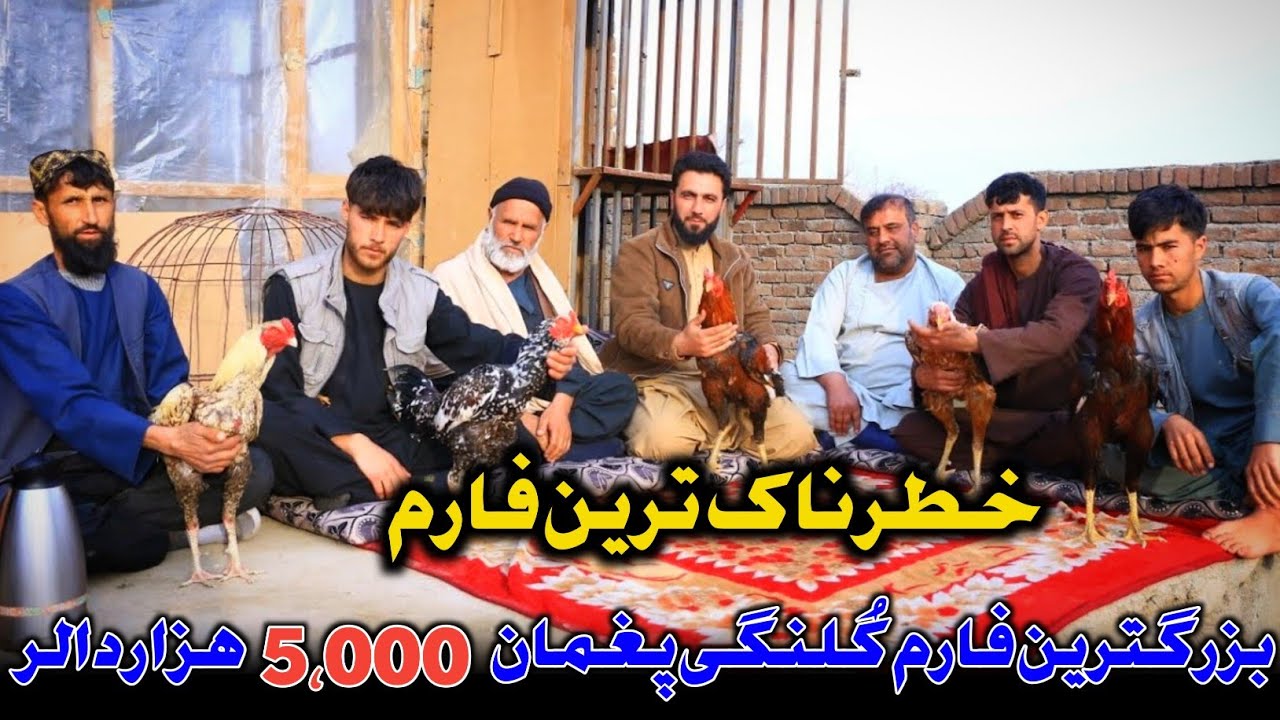 خطرناک ترین فارم  40 مرغ کُلنگی | عاید بارو نه کردنی قیمت یک کُلنگی 5,000 هزار دالر | Afg  Roosters 
