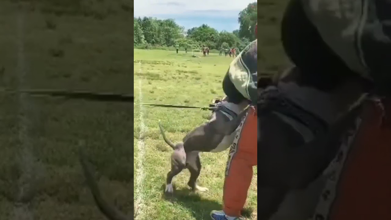 Imagine you&rsquo;re first time throwing on a suit and you&rsquo;re out in front of this beast of a dog 😳... #uk
