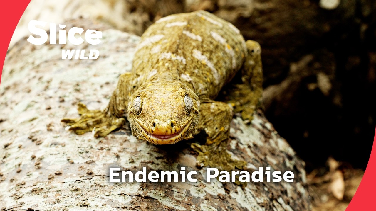 New Caledonia: A Hidden Paradise of Endemic Wonders | SLICE WILD | FULL DOC