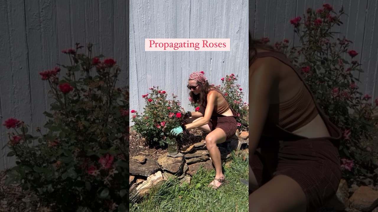 How to Propagate Roses 🌹 #gardeningtips