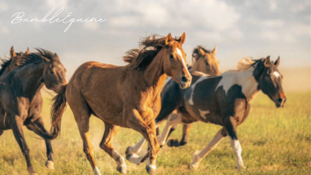 Angel by the Wings | Equestrian music video