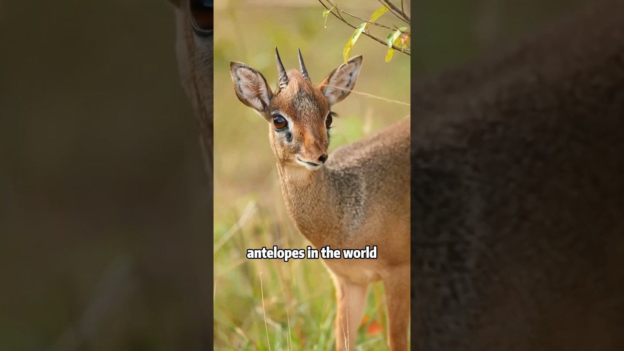 I really want to raise such a cute little antelope. #animals #pets #cute #love #dik #sheep #shorts