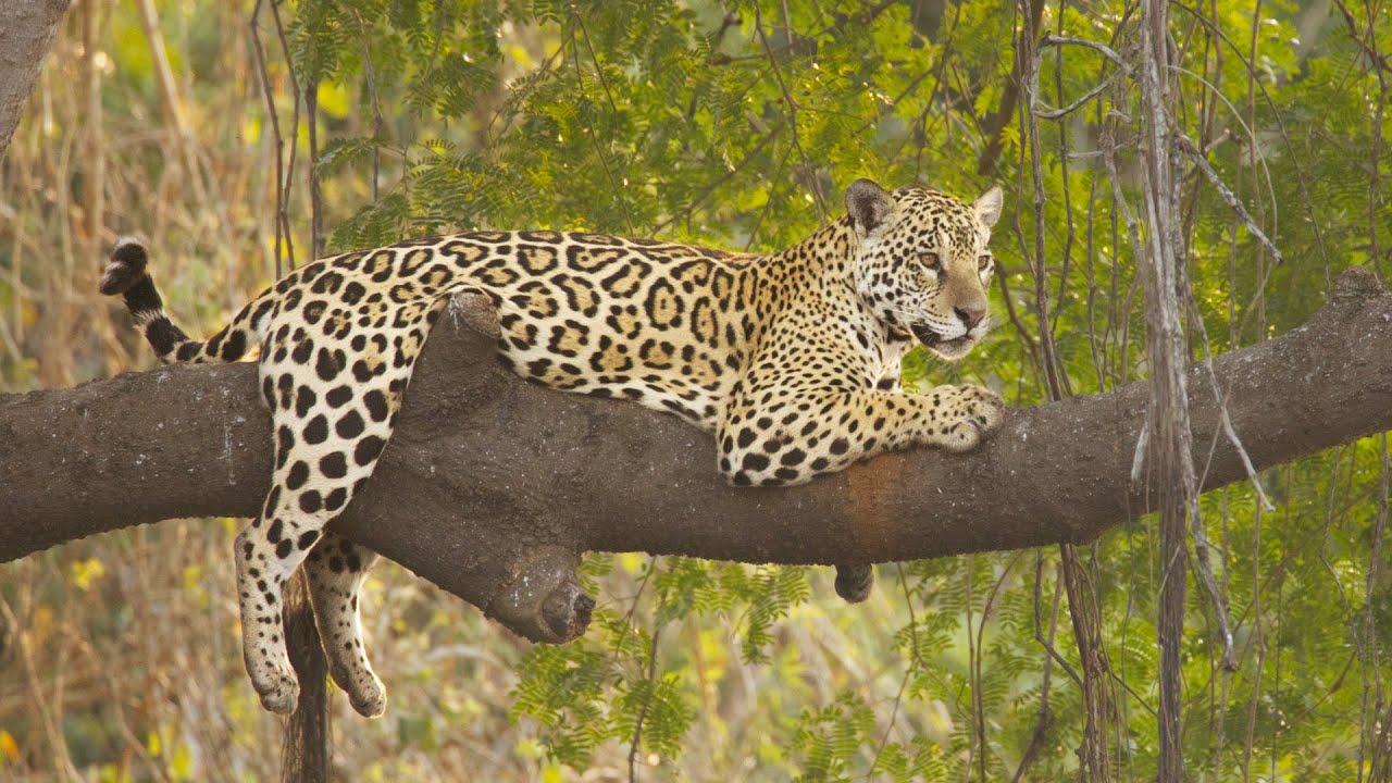 Brazil Photo Tour 2022 – Pantanal Moments and Rewinds – Jaguar Life