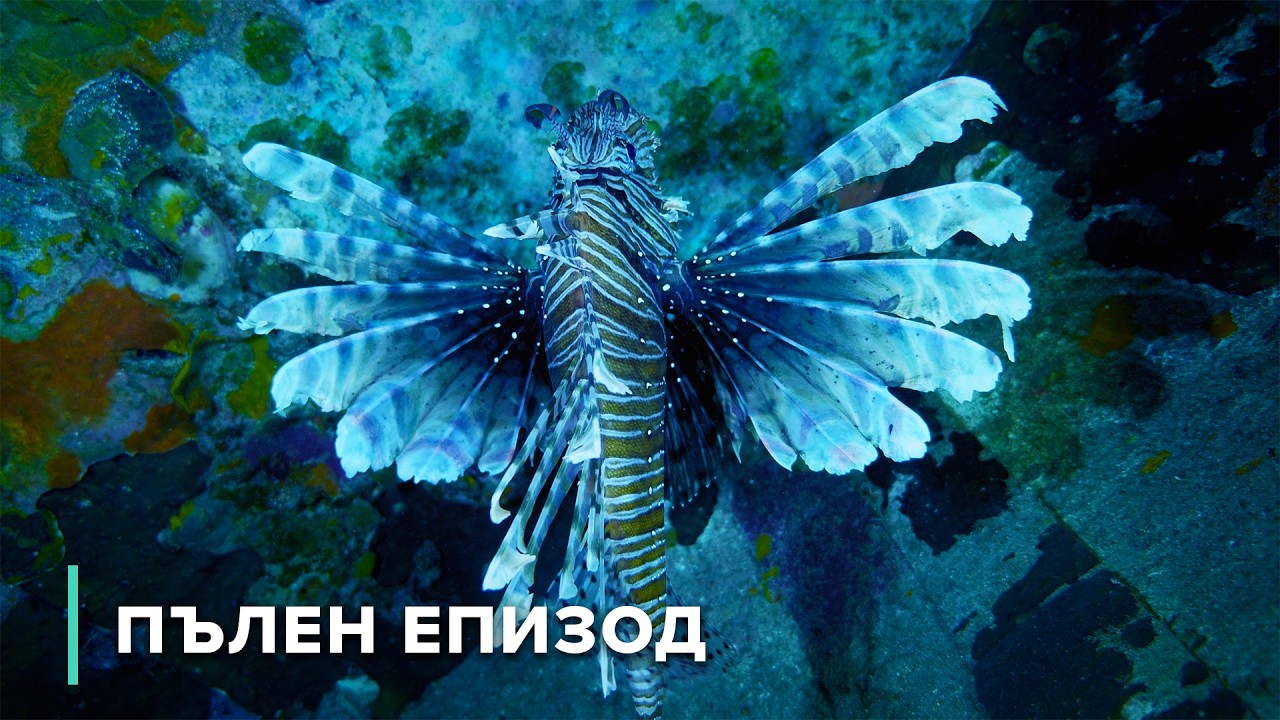 Под вълните: Крайбрежни хищници | Опасни австралийски животни 104