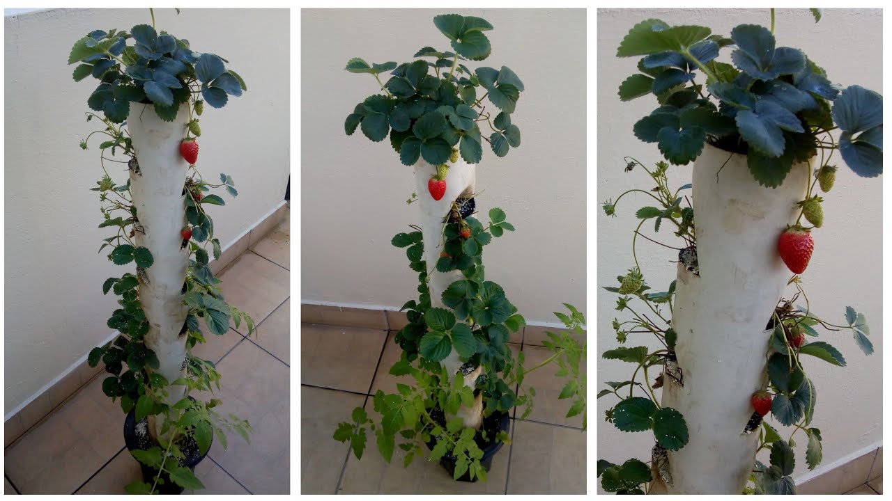 Como plantar morango em CANO PVC (Torre de morango passo a passo)