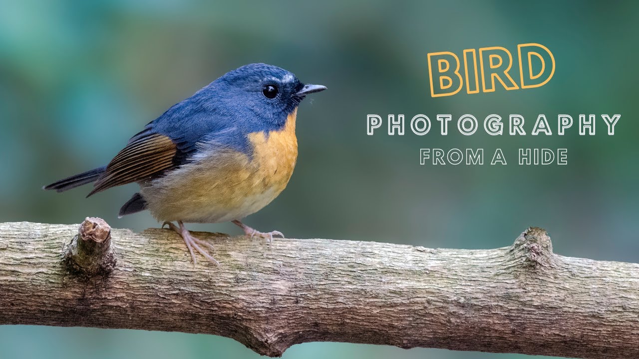 Buxa Tiger Reserve and Bird Photography