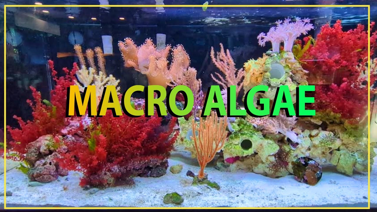 All About Macro Algae !