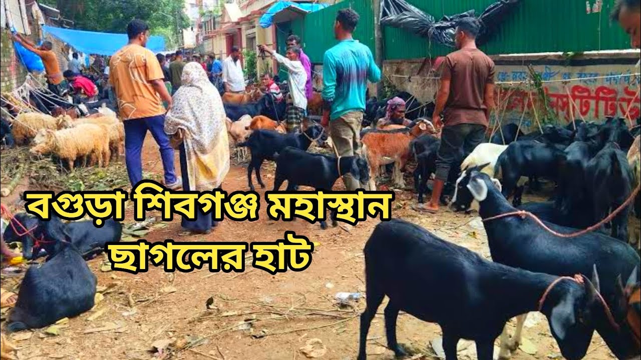 বগুড়া শিবগঞ্জ মহাস্থান  ছাগলের হাট  | Bogura Shibgonj Mahasthan Goat Haat Video