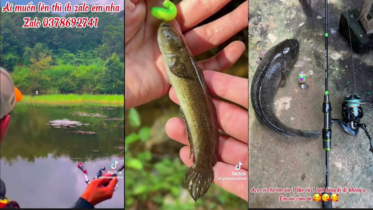 Tổng hợp video tik tok câu đài và câu lure 🎣🎣🐟🐟😍🥰