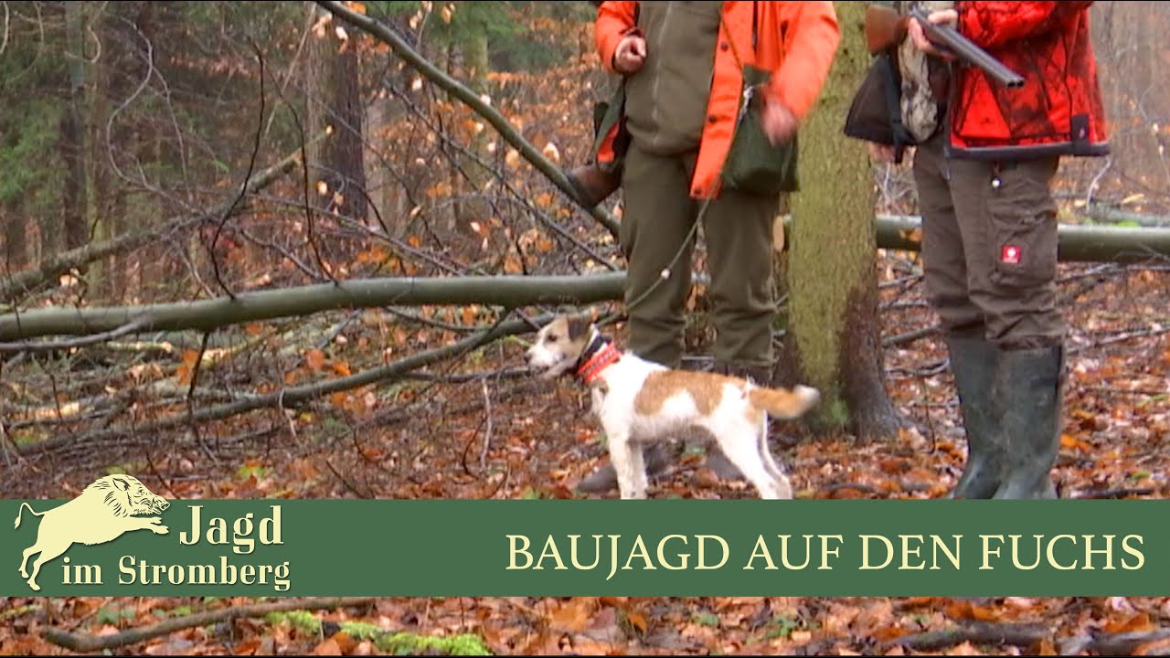 Baujagd auf den Fuchs