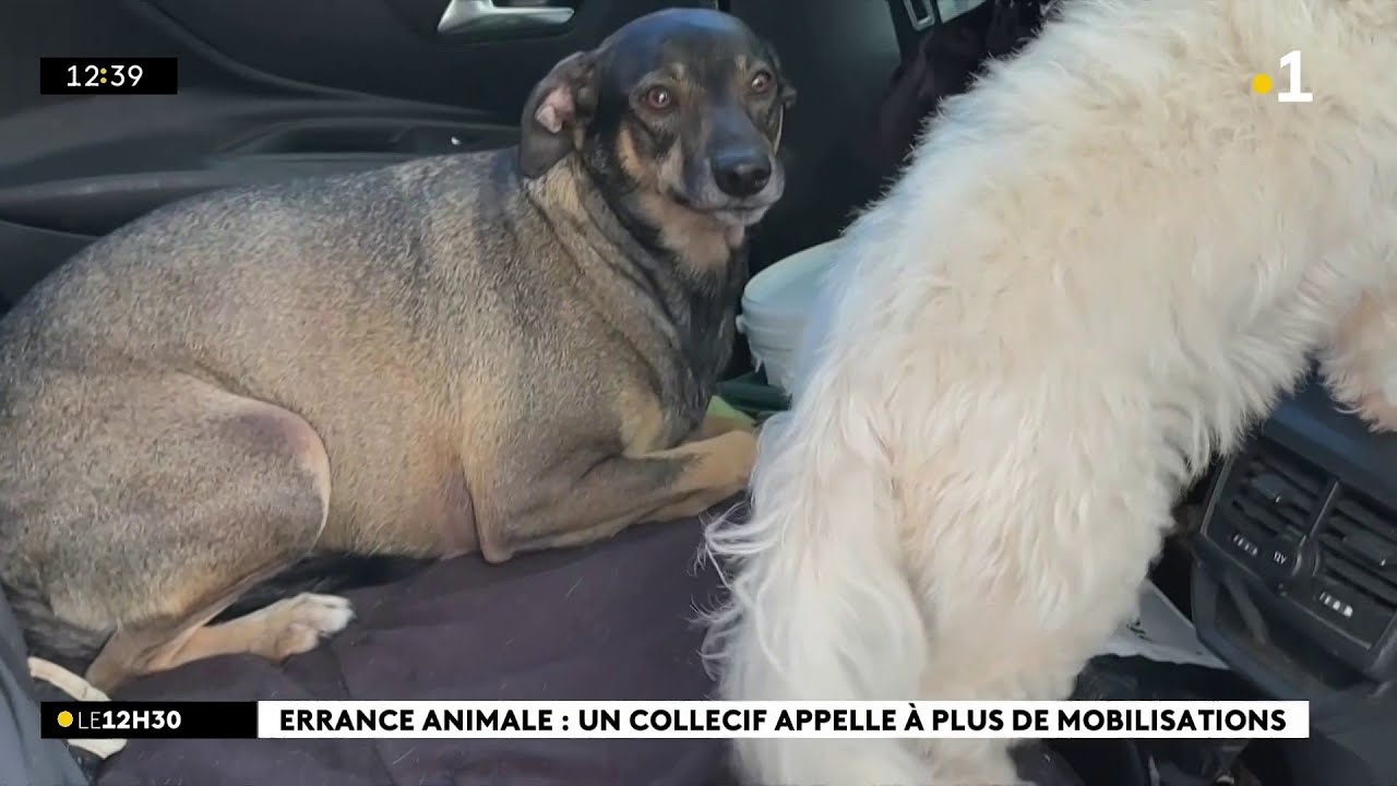 Des associations luttent contre l’errance animale