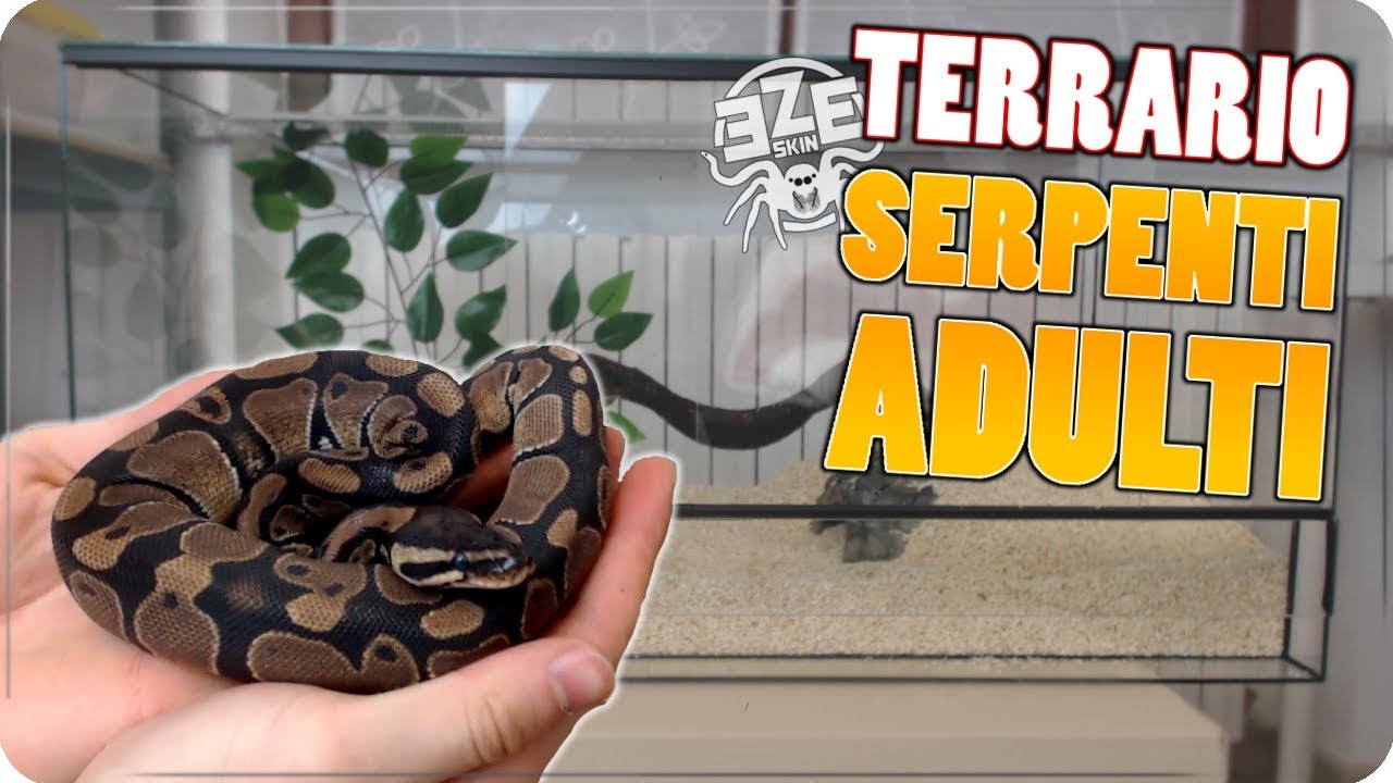 COME ALLESTIRE UN TERRARIO PER SERPENTI ADULTI