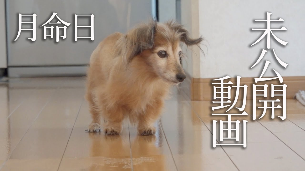 仲良しダックス兄弟の思い出　月命日に未公開映像です　シドを送った後の冬です