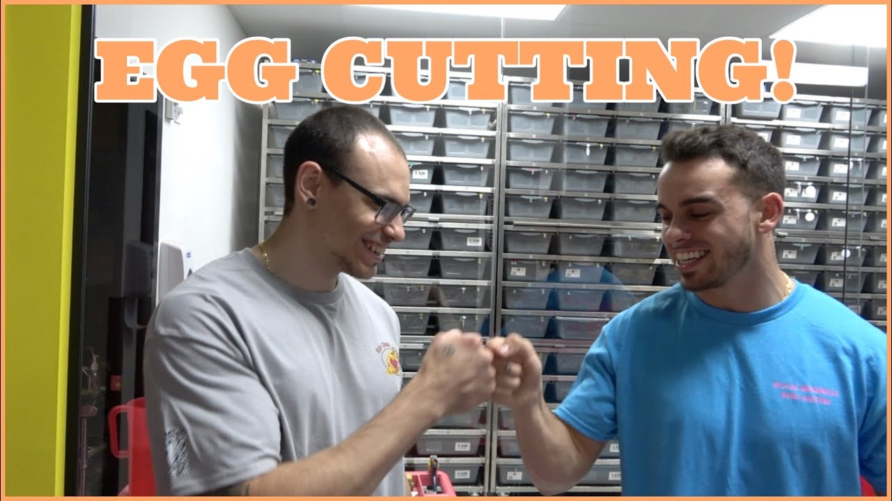 Egg Cutting With Matt From MattsNoodles!