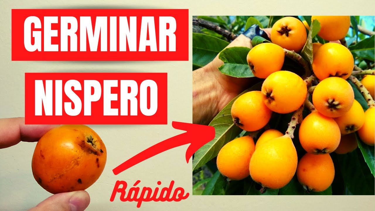 🍊 CÓMO GERMINAR NÍSPERO DESDE SEMILLA - 100% EFECTIVO