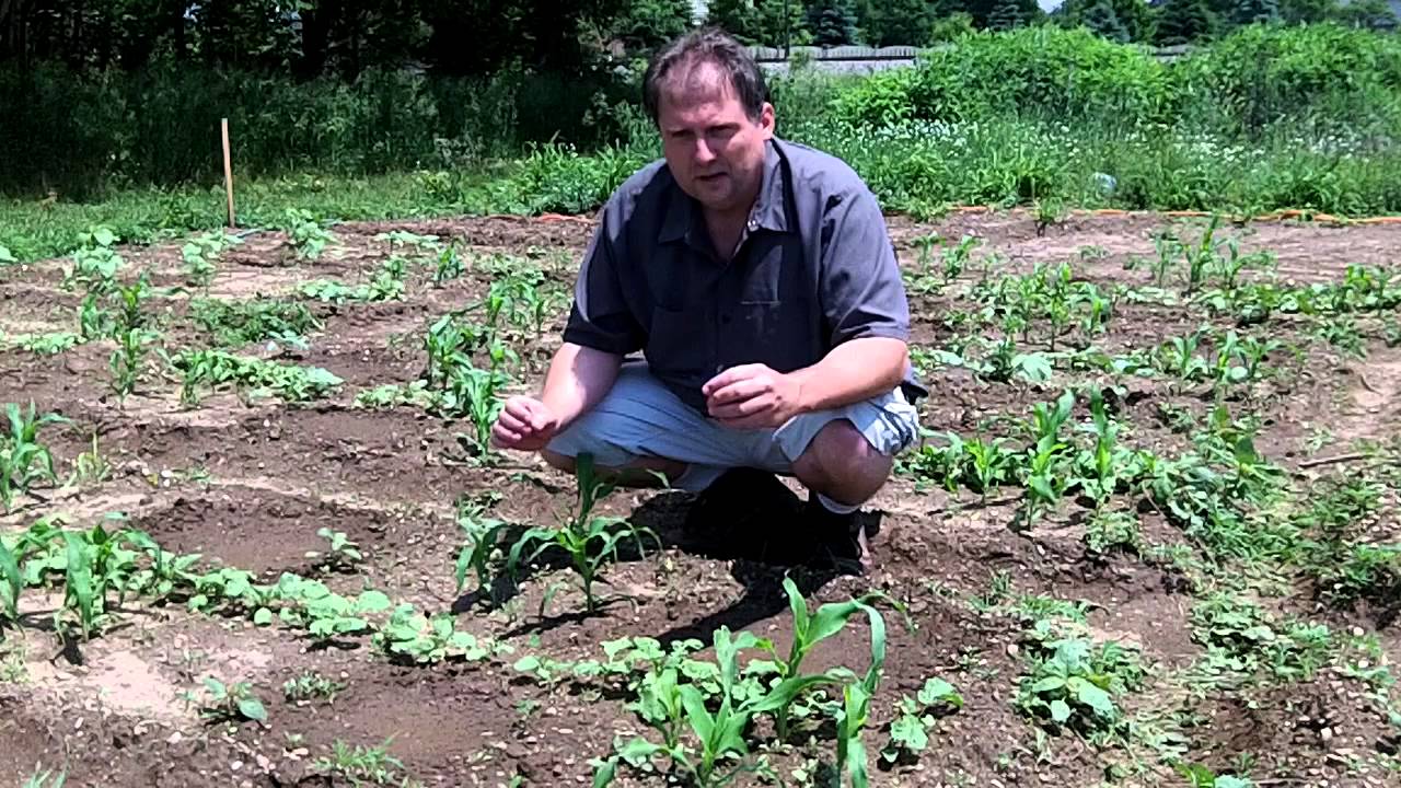 How To Plant Three Sisters Garden - Sustainable Agriculture With Companion Plants