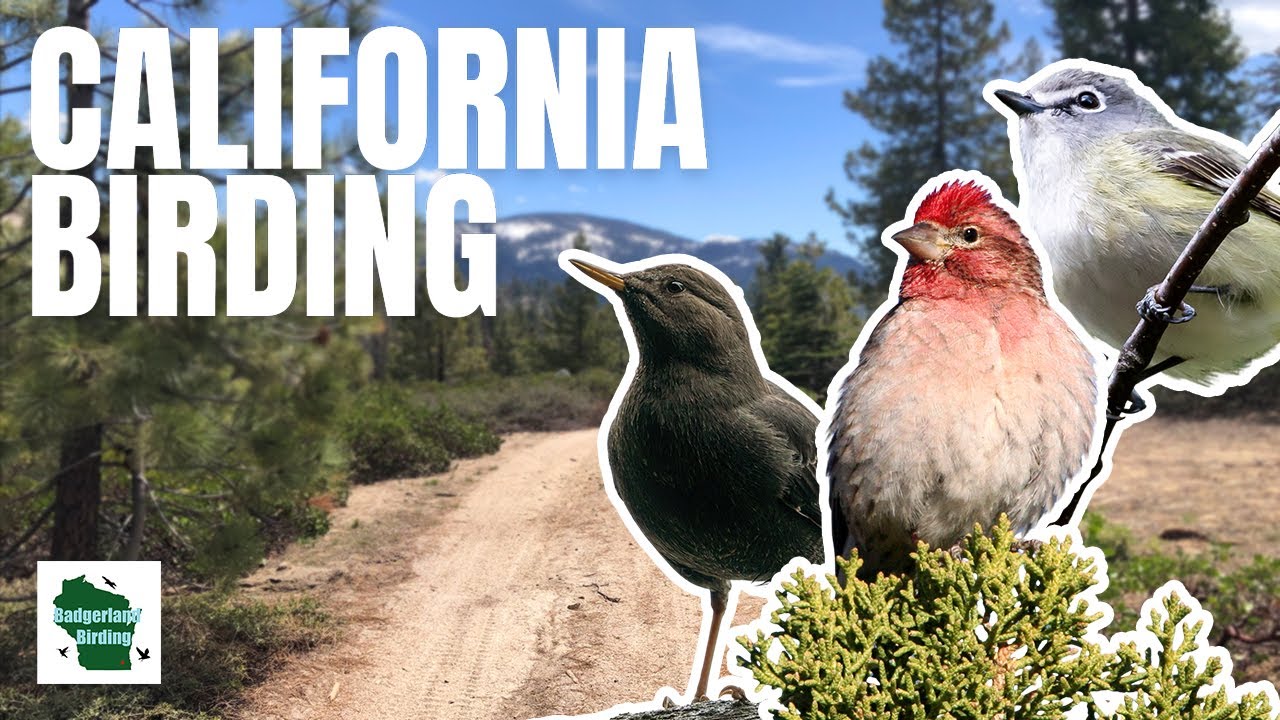 Birding California: Exploring the Sierra Mountains