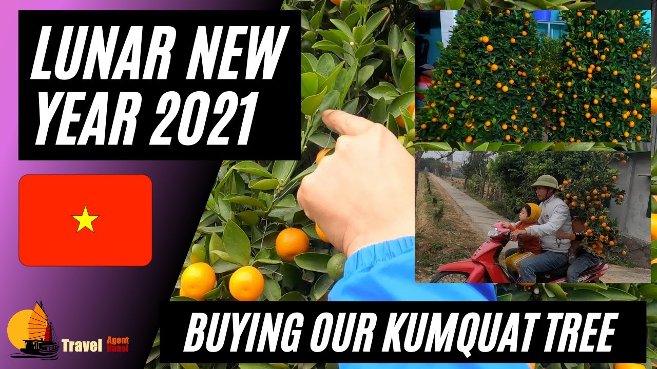 Lunar New Year 2021 | TET Buying Our Kumquat Tree 🇻🇳