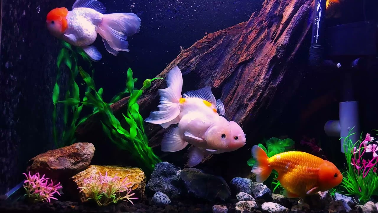 Relaxing Goldfish Tank in 4K 🐠✨ | Aquarium Screen Saver & Deep Sleep Ambience