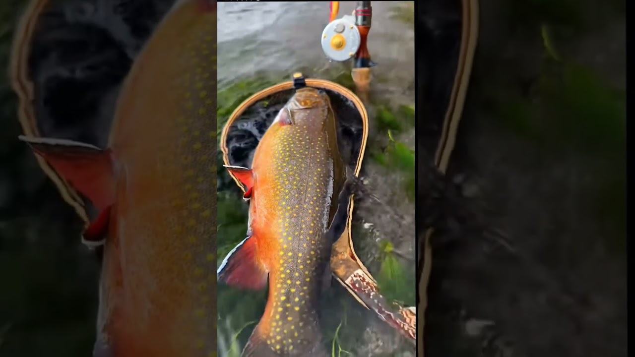 #fishing #pechemouche #pecheur