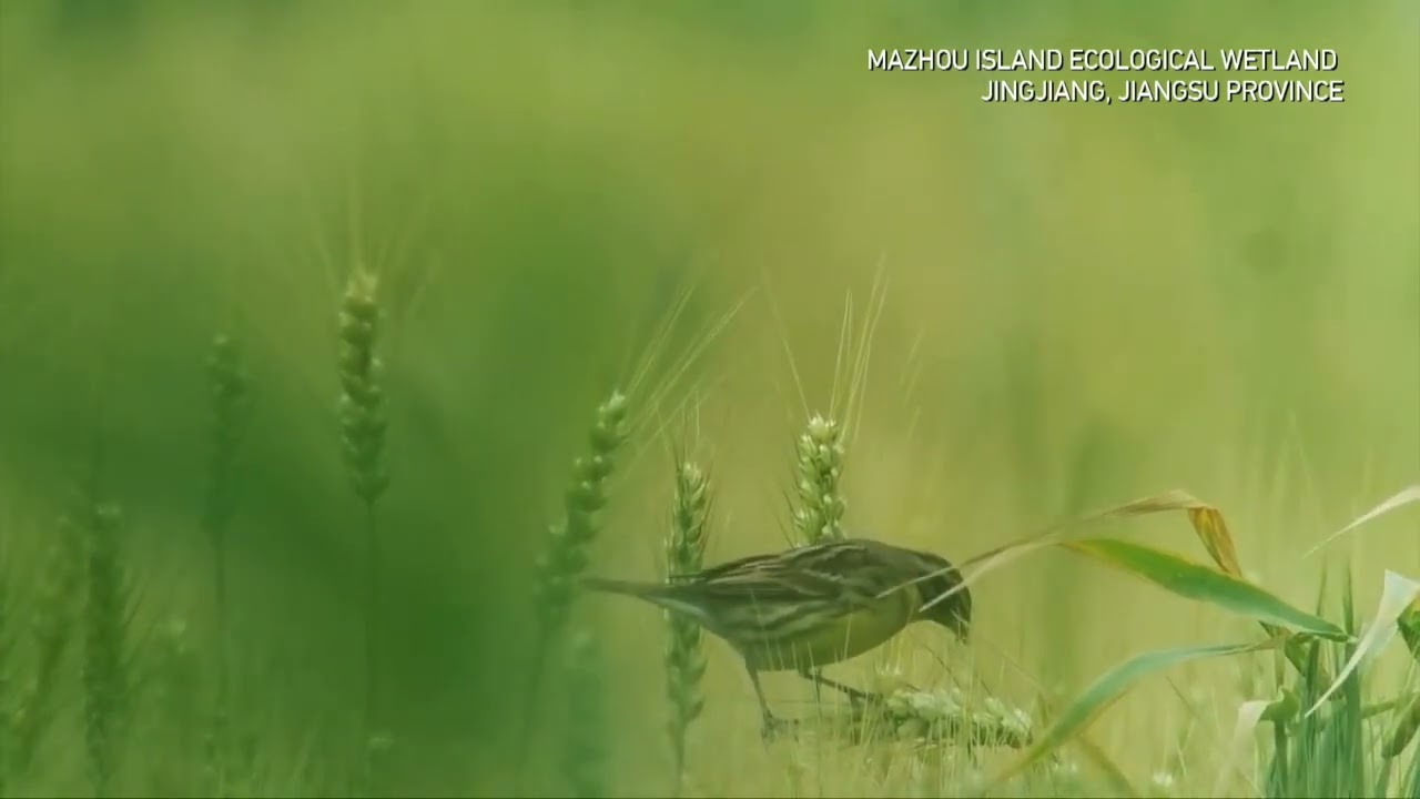 Yellow-breasted Bunting, one of the world's most endangered species, appears in Jiangsu
