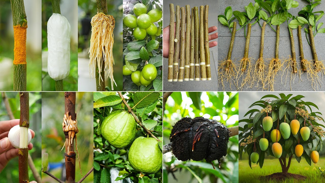 Best idea to propagating🍋lemon tree,🥭mango tree,🍐guava tree during spring and summer season #live