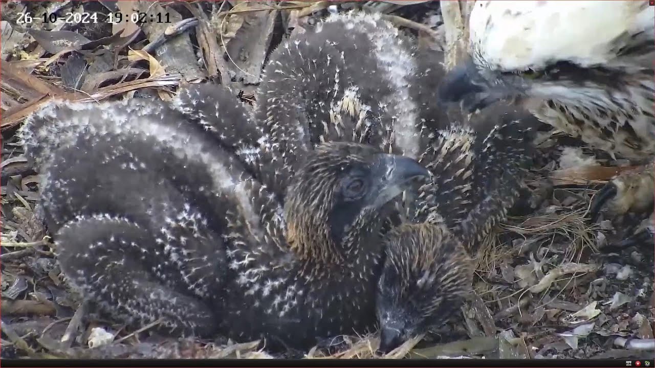 Weekly Summary from Port Lincoln Osprey | 27-10-2024
