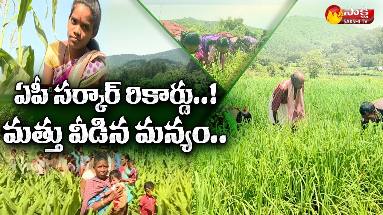 AP GOVT: గంజాయి సాగుకు గుడ్ బై Ganja Cultivation Ended in Visakha Agency Border | Sakshi TV