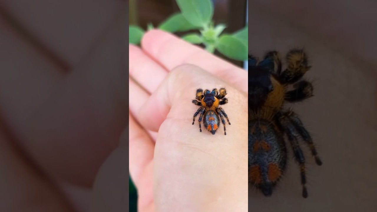 CUTE JUMPING SPIDER🕷🇨🇭 PHIDIPPUS OTIOSUS ORANGE #kawaii #spider #tarantula #pet #cute #jumpingspider