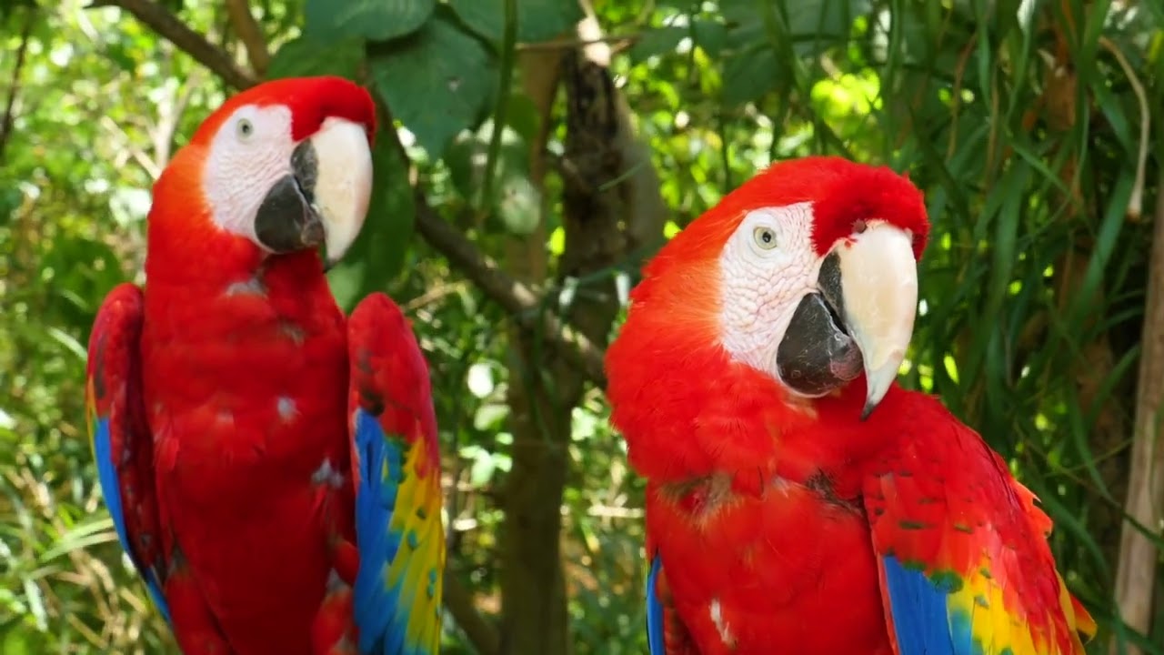 Wildlife Birds