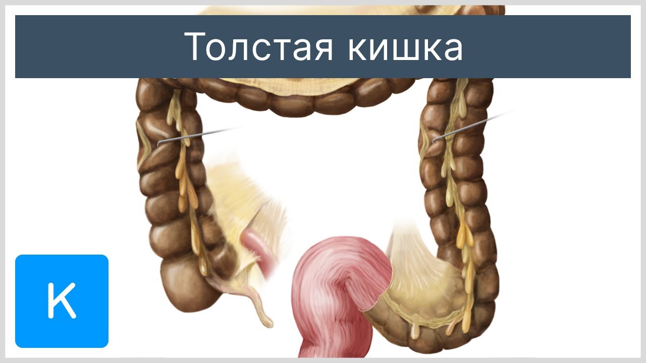 Толстая кишка - Анатомия человека | Kenhub