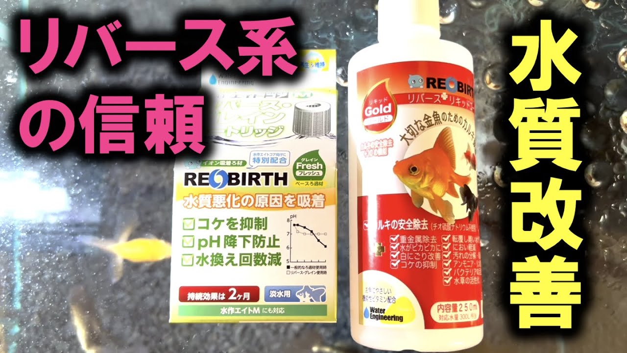 【金魚】津軽錦稚魚の水質改善してみた（リバース系）