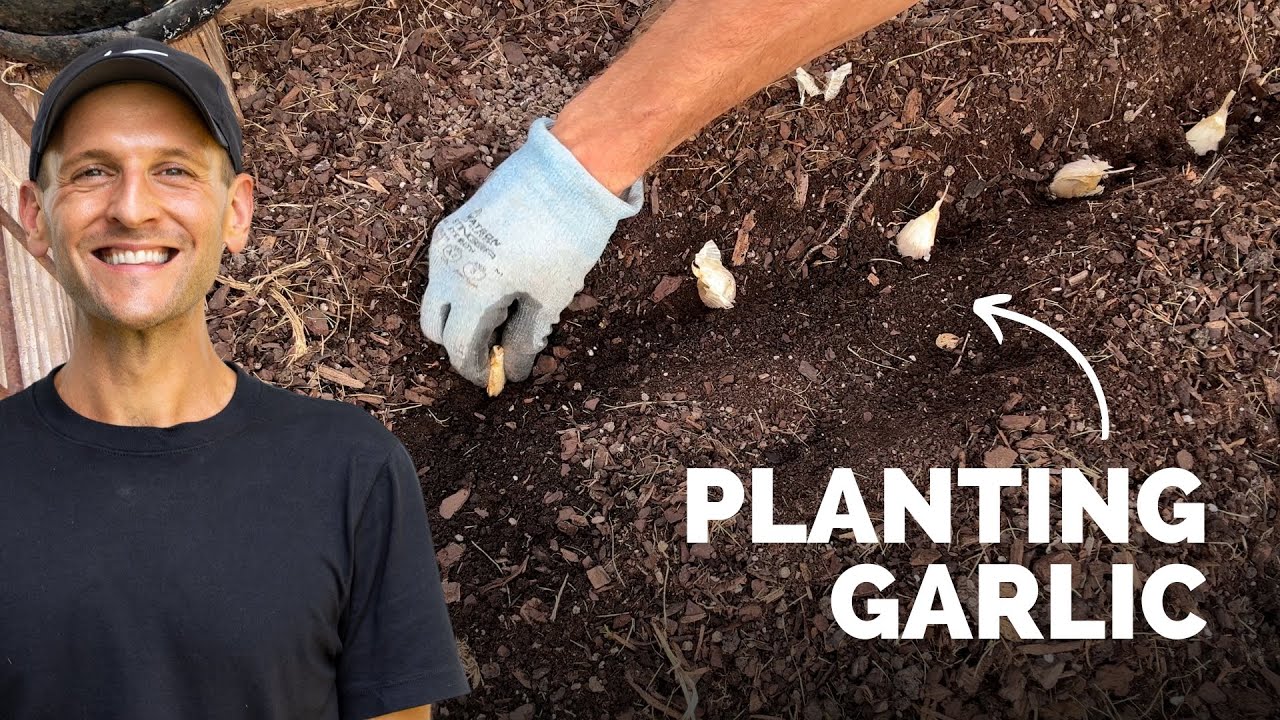 Planting Garlic for Next Summer! | Gardening with Wyse Guide