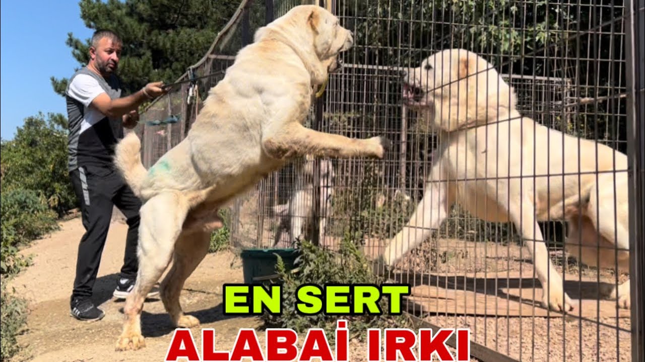 ALABAY ( ALABAİ ) TÜRKMEN KÖPEKLERİNİN CÜSSESİ VE CESARETİ