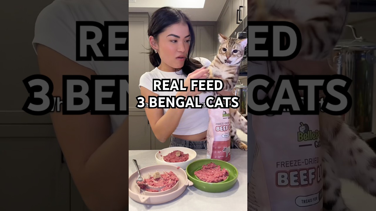 Feeding 3 Bengal Cats #bengalcat #cat #cats #catlover #shortsfeed #shorts #shortsvideo #shortsviral