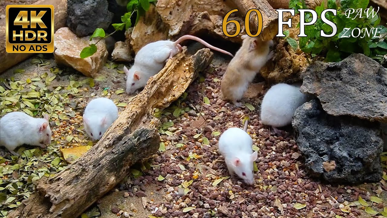 [NO ADS, NO AI] CAT TV 😺 for Cats to Watch: Busy White Mice & Real Nature Scenes 🐭 4K HDR 60FPS