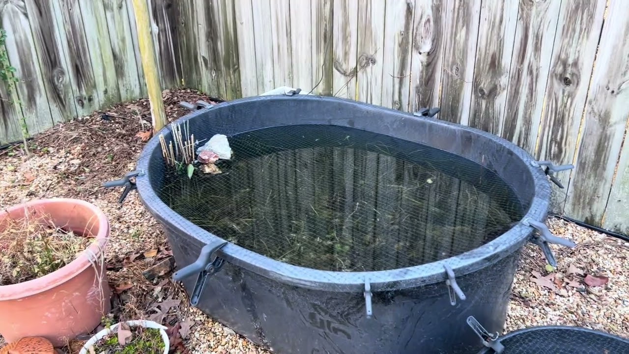 Tub Garden Update-February 2026